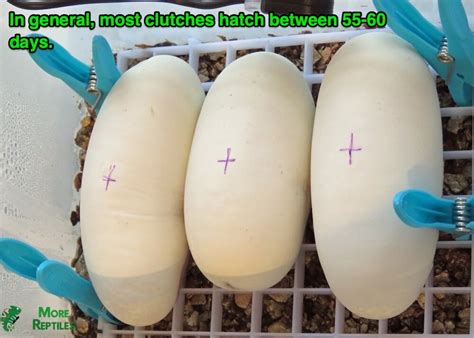 Afbeeldingsresultaten voor Ball Python Cyclus