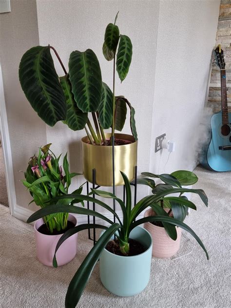 Plant with Lot of Babies に対する画像結果