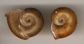 Planorbidae に対する画像結果