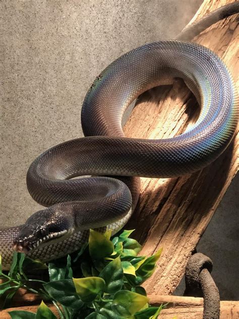 Image result for Pet White Python