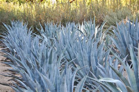 Image result for Century Plant Cactus