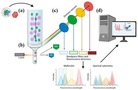Image result for Flow Cytometry Test