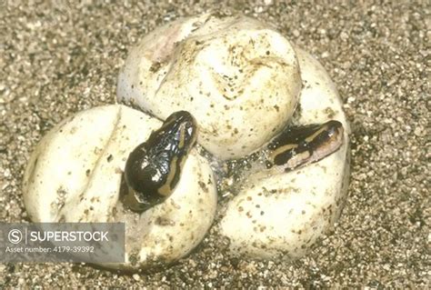 Image result for Yellow Python Eggs