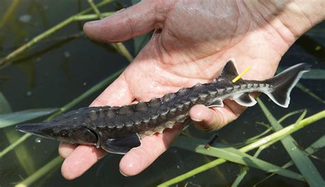 Image result for Fish in Danger of Extinction