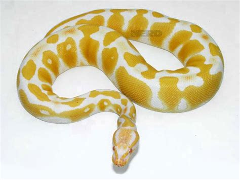 Image result for High Contrast Albino Ball Python