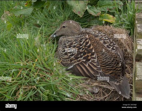 Image result for Eider Nest