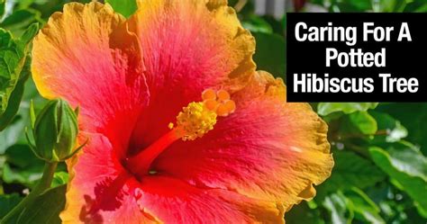 Toradh íomhá ar How to Care for Hibiscus