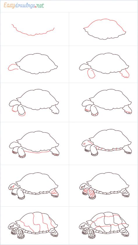 Toradh íomhá ar Turtle Drawing Step by Step