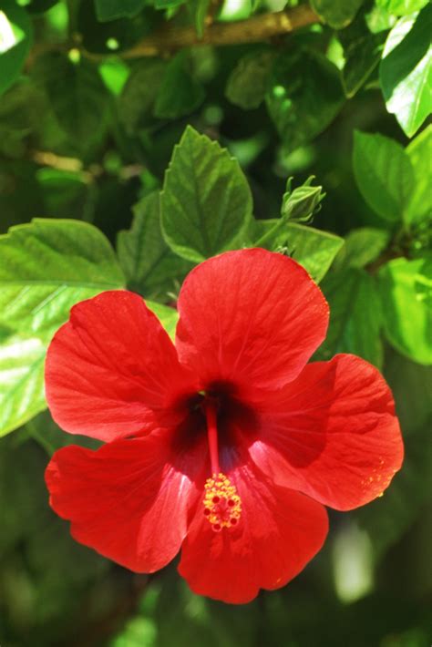 Toradh íomhá ar How to Care for Hibiscus