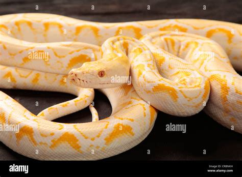Albino Tiger Reticulated Python に対する画像結果