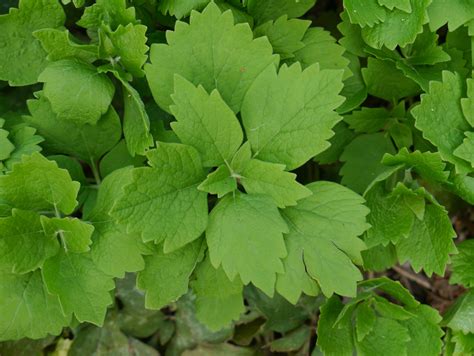 Image result for Allegheny Spurge