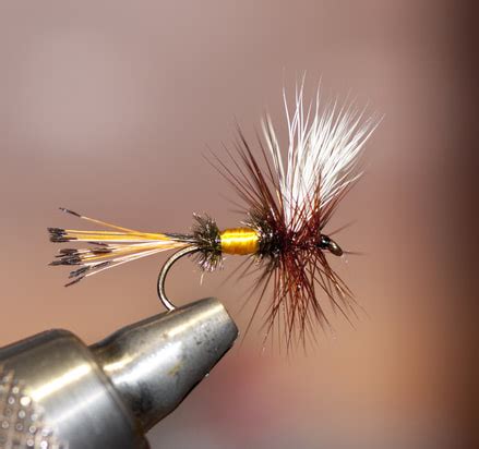 Image result for Cricket Dry Fly Pattern