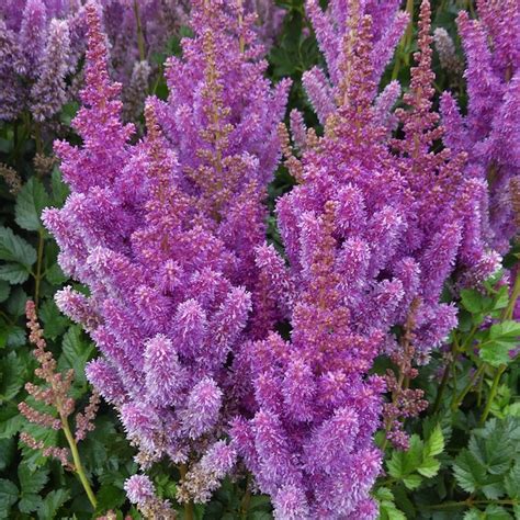 Image result for Astilbe Bulb