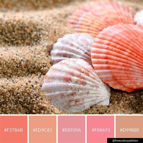 Image result for Seashell Color Schemes