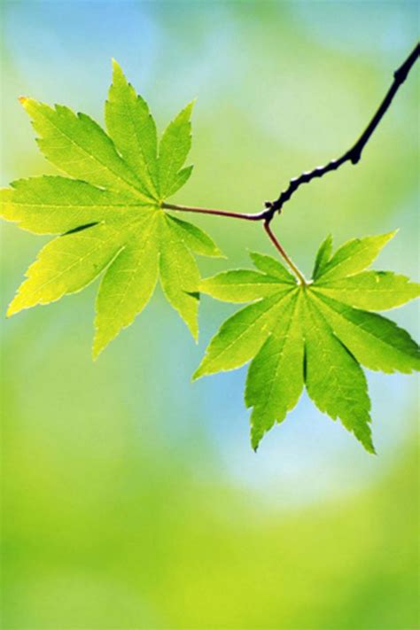 Image result for iPhone 12 Spring Wallpaper