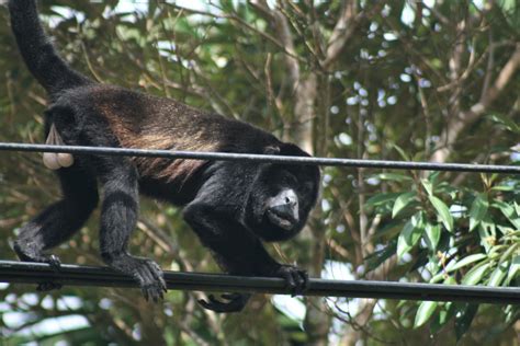 Image result for Raccoon Scats Identification Chart