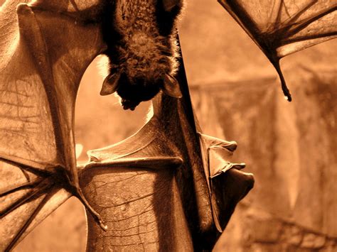 Toradh íomhá ar Vampire Bat Facts