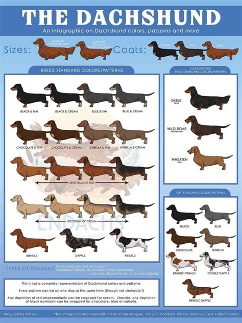 Image result for Dachshund Color Chart