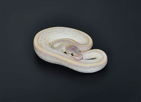 Image result for Leopard Pinstripe Ball Python