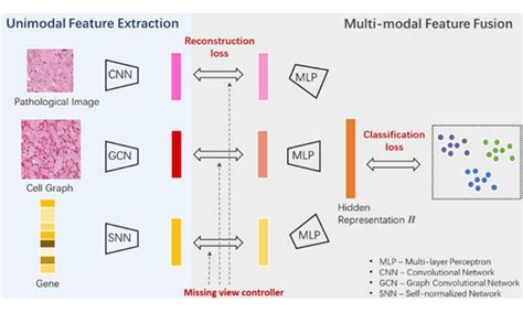 Image result for Multimodal Cancer Machine Learning