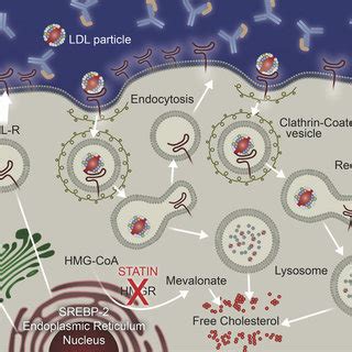 LDL-lowering Algorithm に対する画像結果