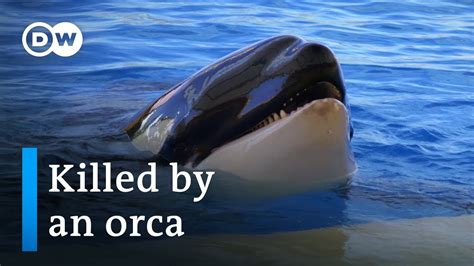 Image result for Orca Documentary