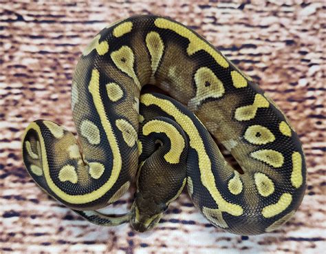 Toradh íomhá ar Ball Python Fire