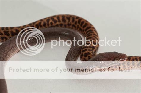 Patternless Pygmy Python ପାଇଁ ପ୍ରତିଛବି ଫଳାଫଳ