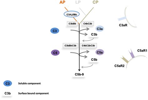 Afbeeldingsresultaten voor C3 Complement Cascade