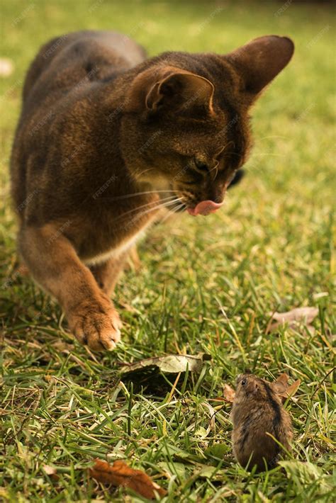 Image result for Cat Playing with Mouse