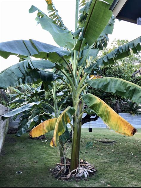 Image result for Java Banana Tree