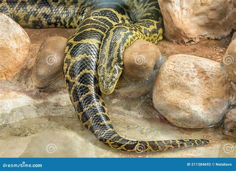 Image result for Python Slangen