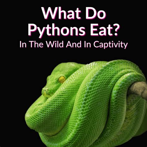 Image result for Do Pythons Eat Iguanas