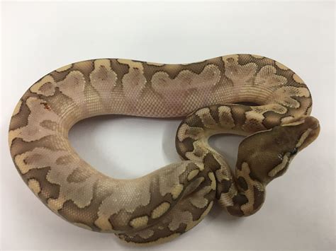 Image result for Bamboo Stranger Ball Python