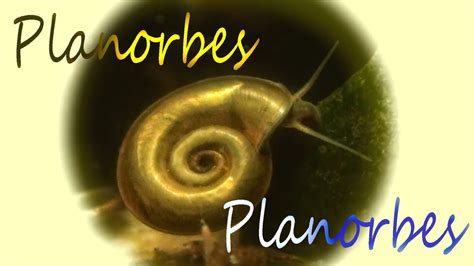 Planorbidae に対する画像結果