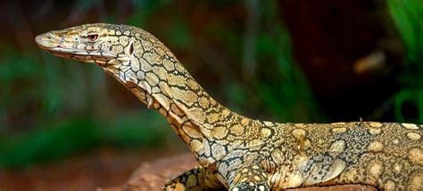 Continuous Sampling Zoo Monitor के लिए छवि परिणाम