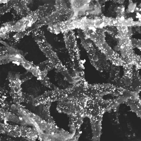 Diffraction Pattern in Tem に対する画像結果