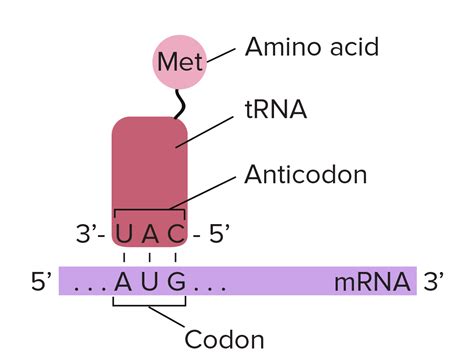 Afbeeldingsresultaten voor ATG Codon