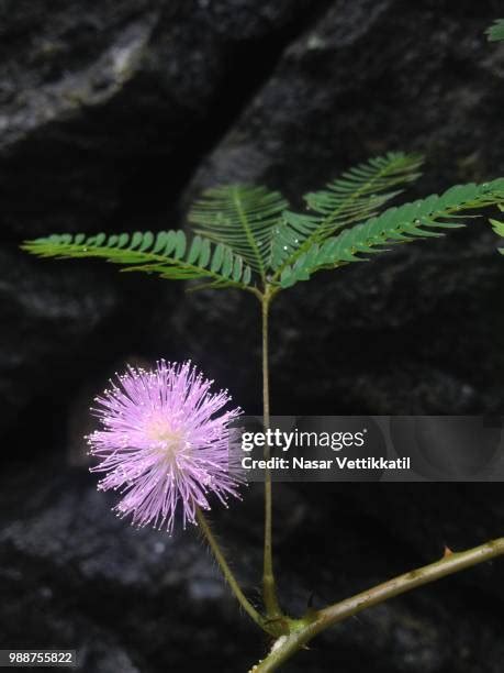 Image result for Mimosa Pudica Royalty Free Images
