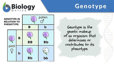 Image result for Genotype-Phenotype Clade Diagram