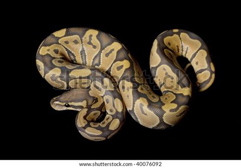 Image result for Nightmare Ball Python