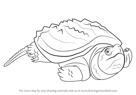 Toradh íomhá ar Drawing of Alligator Snapping Turtle Shell