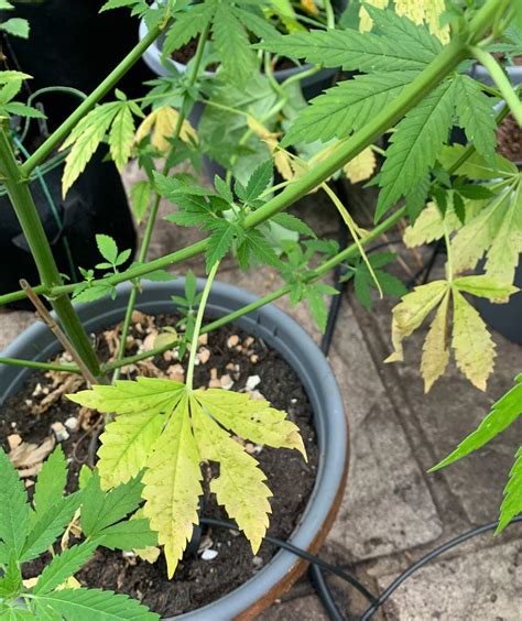 Image result for Autoflower Week 5 Color of Leaves