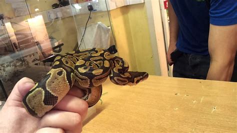 Image result for Angry Ball Python
