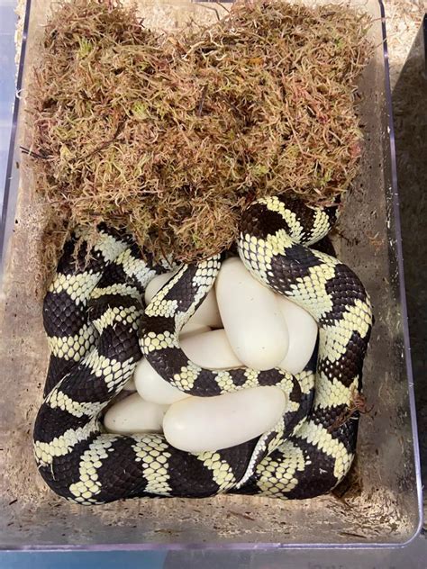 Image result for Python Egg in a Nest