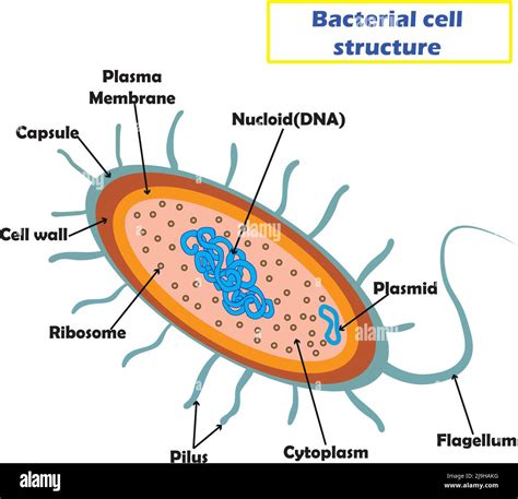 Bacteria Cell に対する画像結果