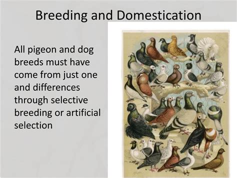 Toradh íomhá ar Mutationism