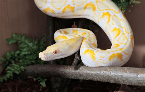 Image result for Toy Reticulated Python