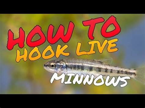 Image result for How to Use Minnows for Catfish Bait