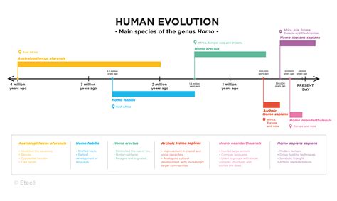 Image result for Example of Human Evolution